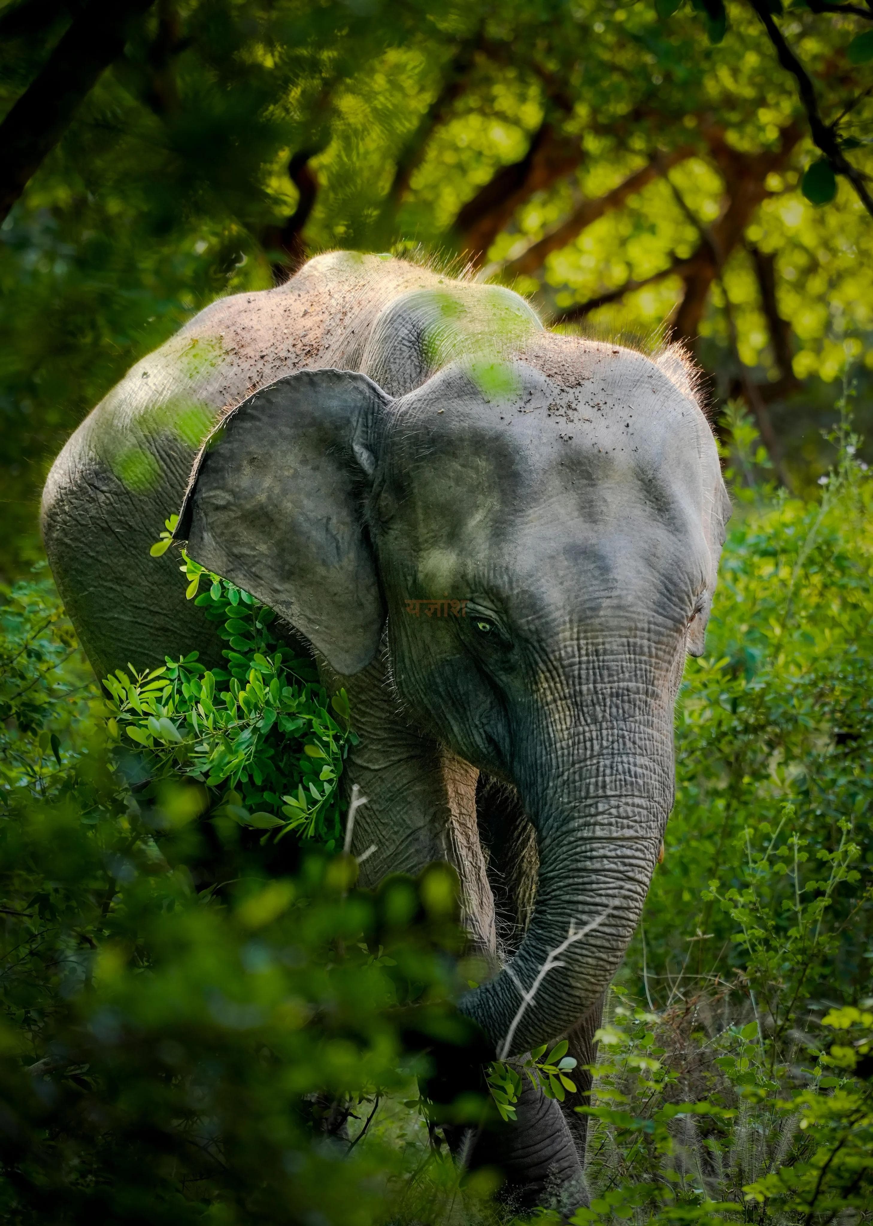 Yala national park
