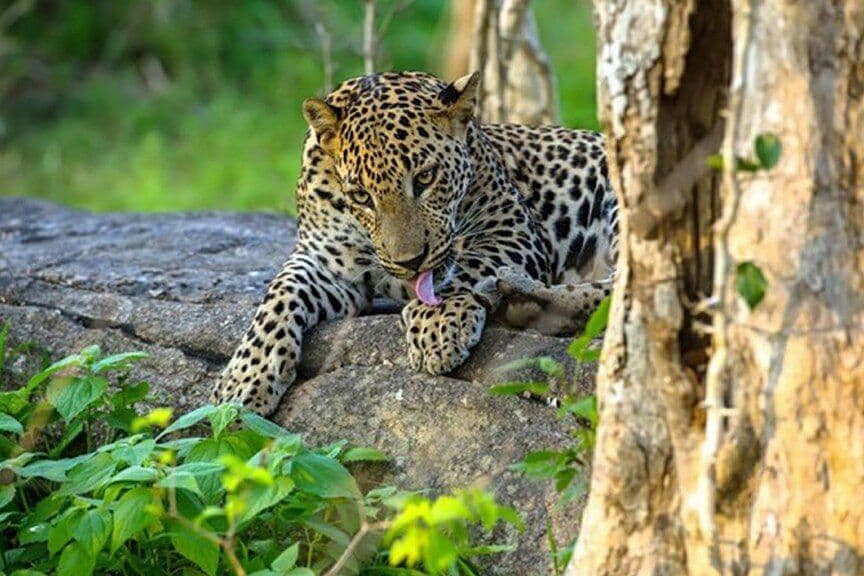 Ultimate Sri Lanka Journey